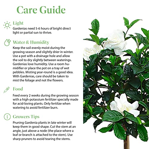American Plant Exchange Live Miami Supreme Gardenia Tree With Fragrant White Flowers, Topiary Plant Pot For Home And Garden Decor, 8" Pot #TOP4