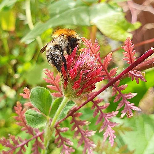 Blumensamen Bienenwiese, Blumenwiese Samen mehrjährig winterhart, Blumensamen mehrjährig: Bienenfreundliche Bienenweide… – Bild 8