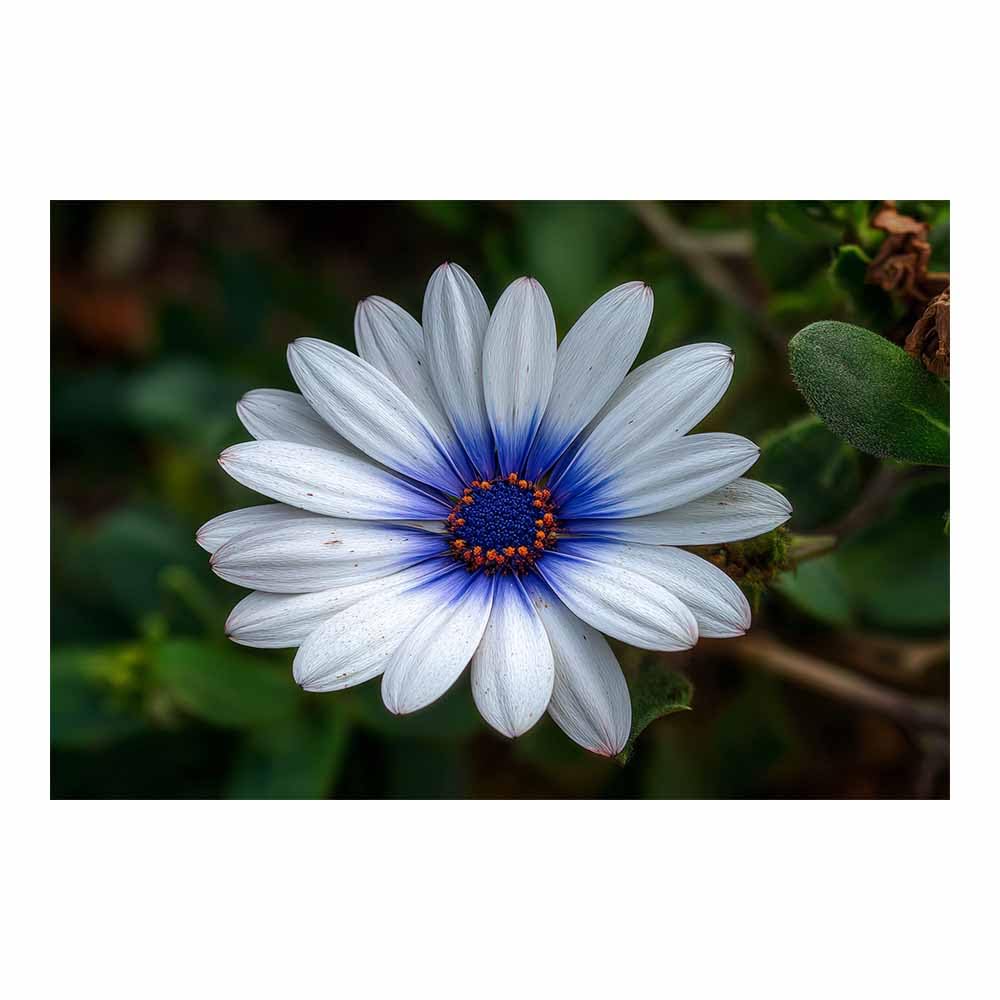 ZAMAEIU Nature Landscape Picture Daisys blossomss Large Modern Scenic Painting, for Living Room Bedroom Bathroom Dinning Room Home Office Wall Decor(white)-60x90cm Unframed