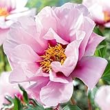 Garden State Bulb Cora Louise Itoh Peony, Bare Root (Bag of 2)