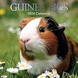 2024 Square Wall Calendar, Guinea Pigs, 16-Month Animals Theme with 180 Reminder Stickers (12 x 12 In)
