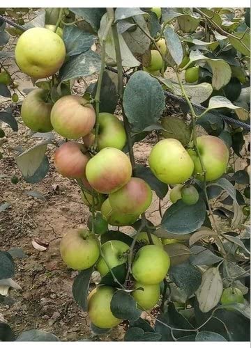 Corofitam Apple Ber Plant- Kashmiri Apple Ber Live Plant. (B09YD7TF7X) Amazon Price History, Amazon Price Tracker