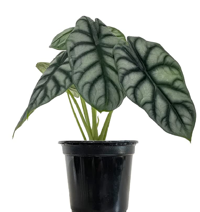 The Four Seasons Alocasia Silver Dragon | Alocasia Baginda | Rare Natural Live Plant in Pot (B0BNBDCXX1) Amazon Price History, Amazon Price Tracker