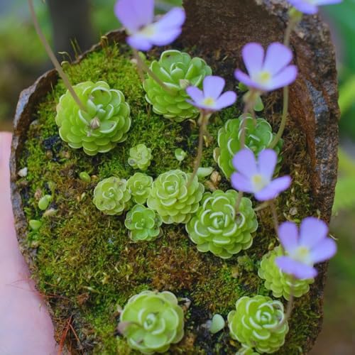 Semillas de plantas carnívoras de Butterwort, semillas de plantas, semillas de flores Semillas de plantas de butterwort, Pinguicula vulgaris, Plantas resistentes para balcones. Planta 80pcs
