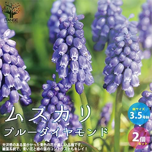 Amazon Co Jp ムスカリ ブルーダイヤモンド 3 5号ポット苗 2個セット 品種で選べる球根芽出し苗 学名 Muscari Blue Diamond ユリ科ムスカリ属 原産地 地中海沿岸 別名 グレープヒヤシンス ブルーダイヤモンドは 光沢感のある紫がかった青色の花が美しい品種
