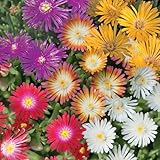 6000+ Mix Ice Plant Seeds for Planting - Non GMO & Heirloom Carpet Ground Cover Flower Seeds Garden Outdoor