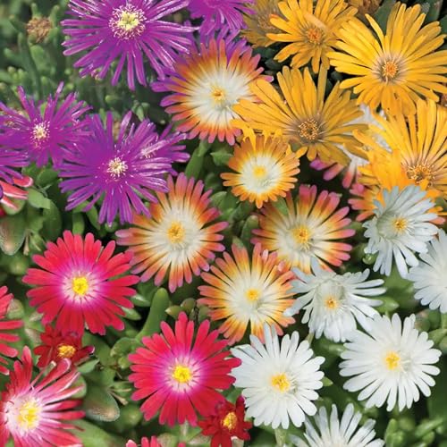 6000+ Mix Ice Plant Seeds for Planting - Non GMO