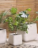 Zoom IMG-1 beliani moderno vaso per fiori Zoom IMG-1 beliani moderno vaso per fiori