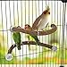 Rypet Parrot Natural Wood Stand Perch, Swing U Shape Natural Parrot Perch, U Shape Bird Chewing Stand Stick, Bird Cage Accessories for Parakeet, Conure, Cockatiel, Budgie, Lovebirds,Amazon Parrots