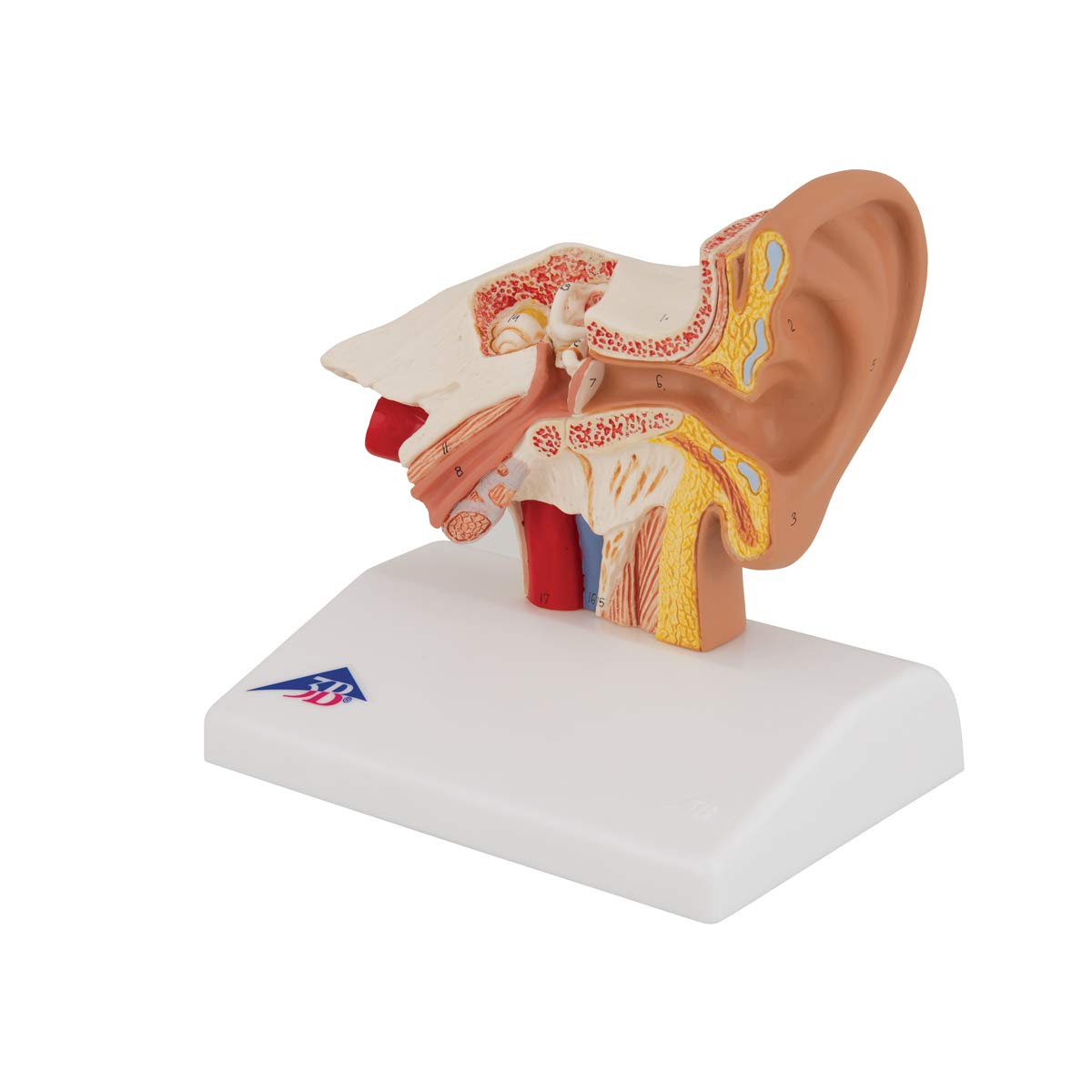 3B Scientific E12 Modello di Orecchio da Scrivania, Ingrandito 1,5 Volte + software gratuito di anatomia - 3B Smart Anatomy