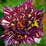 Rosas híbridas/rosas/rizomas/resistentes/decorativas/de jardín/fragantes/de interior/de exterior/de rápido crecimiento-1 PCS-G