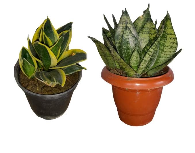 See full amazon price history chart for Sansevieria trifasciata yellow & White Snake plant dwarf Combo in Biodegradable Grow bag Sansevieria trifasciata yellow & White Snake plant dwarf Combo in Biodegradable Grow bag (B0CFH8WWY9) Amazon Price History, Amazon Price Tracker