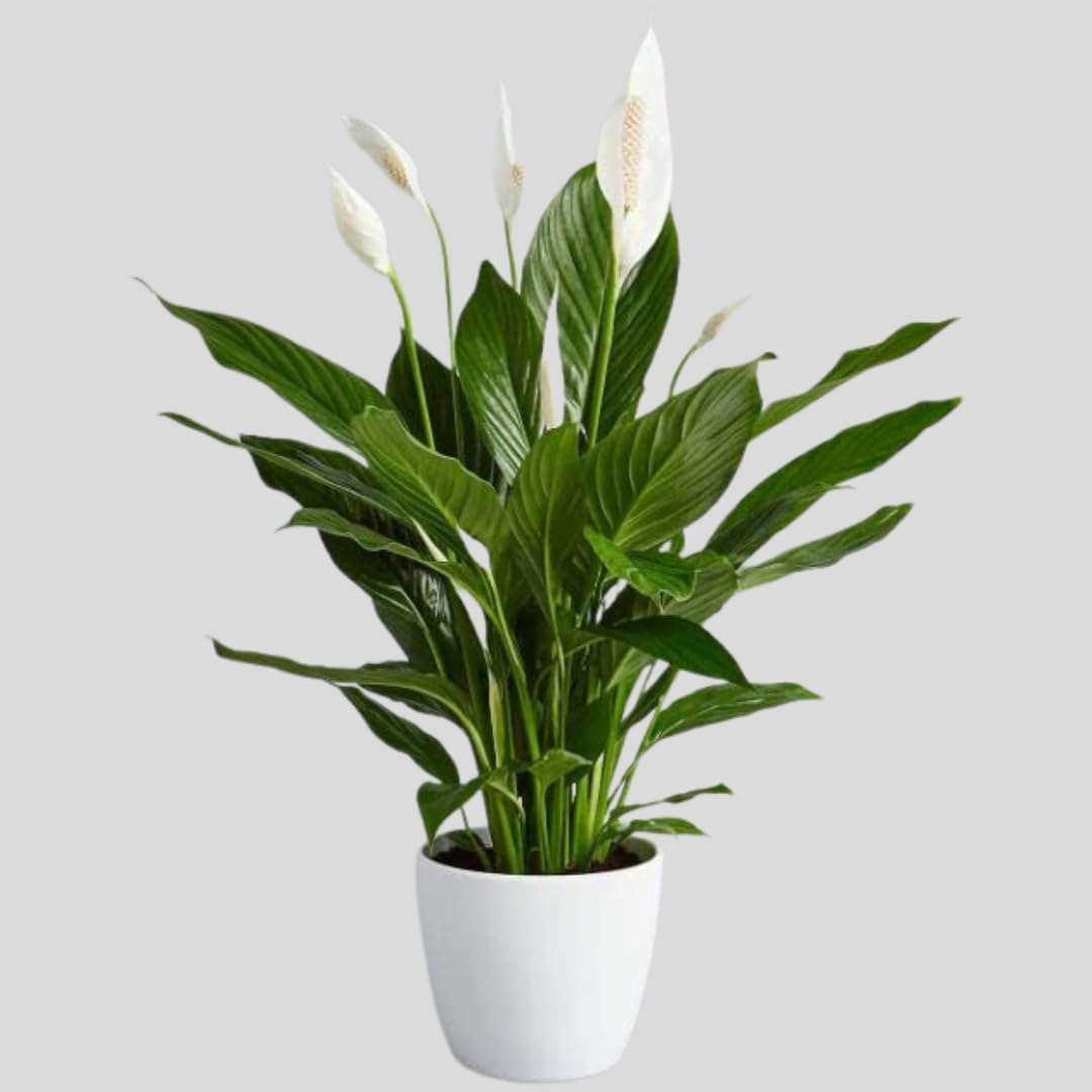 Growing Plants Low Maintenance Live Peace Lily Plant Air Purifying Spathiphyllum Indoor Plant with Flower Pot For Home Office and Living Room With Pot (B0CMXNCRZJ) Amazon Price History, Amazon Price Tracker