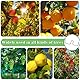 YeahBoom 90PCS 8cm Aststütze für Obstbäume,Spreizeraststütze für Obstbäume,Astspreizer für Obstbäume Metall,Astzieher Halter für Obstzweige,M Förmiger Astspreizer,Astklammern Metall für Gartenzweige