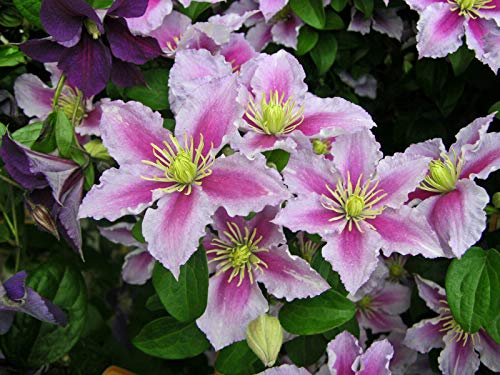 Clematite.net 101427