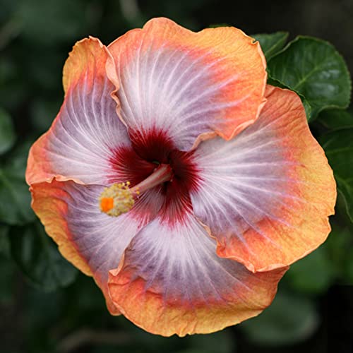 Voldrew Hibiscus zaden, 50 stks/zak hibiscus zaden tropische bloem home decor vaste plant ingemaakte bonsai plant zaden… - Image 6