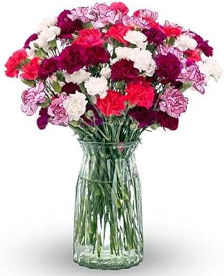 Benchmark Bouquets Mini Carnation Bouquet – Mothers Day Flowers for Delivery – Pink White Purple Mini Flowers – Fresh Floral Arrangement – Gifts for Mom, Birthdays, Get Well – Vase Included (20 Stems)