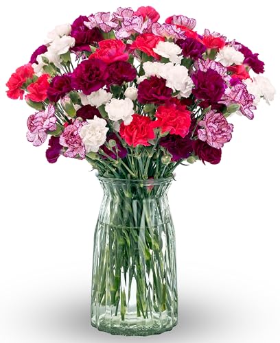 Benchmark Bouquets - Spring Mini Carnations - Fresh Flowers for