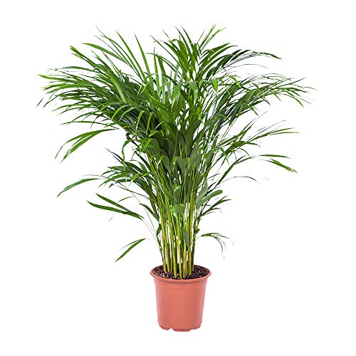 Choice of Green - Areca Dypsis Palm - Golden Cane Palm - Live Indoor Plant in Growers Pot Diameter 21 cm - Height 100 cm - Quality from Holland - Fresh from The Grower