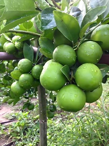 Image of All Time Seedless Lemon /Kagzi Dwarf Nimboo Live Plant, 1-2 Feet Height, Pack of 1
