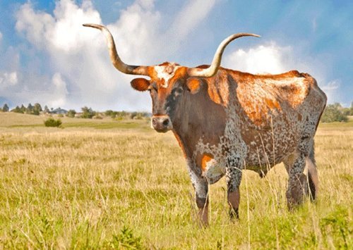 Longhorn Steer - 3D Lenticular Postcard - Greeting Card
