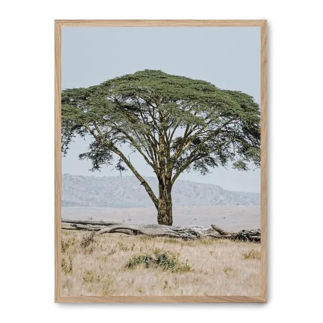 Cuadro tree in the savana ii œuvre murale élégante FASE5