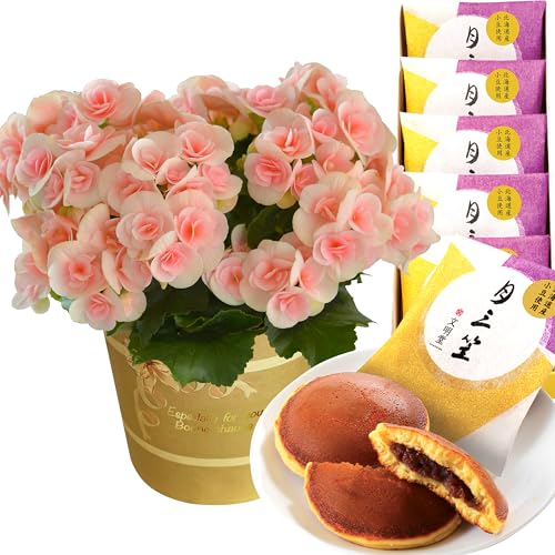 Ԃ̃Mtg [K[X  Mtg a v[g A  َq [K[XxRjA