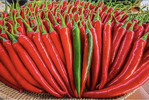 Thai Chili Pepper S.EEDS Prik Chi FAA Pepper 100+ S.EEDS for G.Rowing