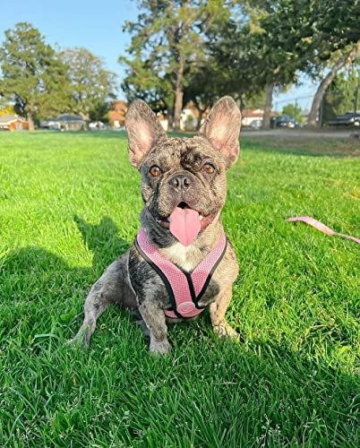 Image of Gooby Comfort X Head-in Dog Harness, Choke-Free, Pink, Medium | Patented choke-free X-frame; Secure head-in fit; Lightweight breathable mesh; Back metal D-ring; Machine washable