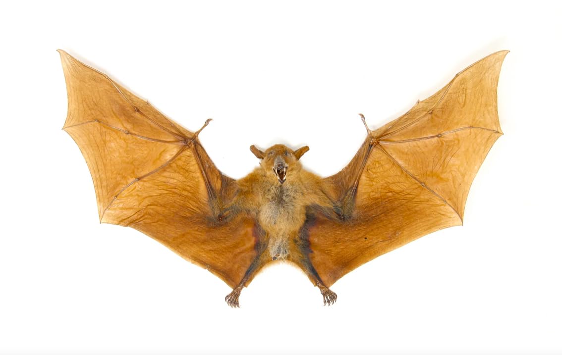 Real Preserved MUMMIFIED BAT Wings Spread Macroglossus Minimus 9IN X 6IN