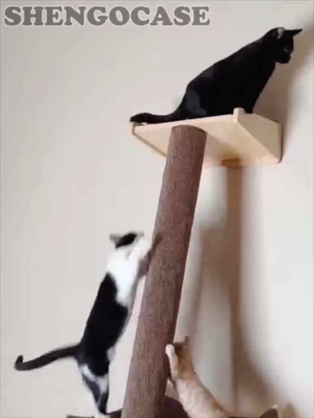 SHENGOCASE Modern 78.7“ Tall Leaning Cat Tree Tower Scratching Post Pillar with Bed Perch, Wall Mounted Cat Shelves for Window (Sisal Cover) - image 8