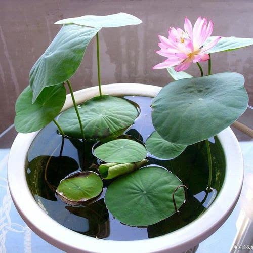 See full amazon price history chart for ARKO Kamal gathey/Herbs Live Lotus Seed - Kamal Gatta Seed - Kamal Gata Seed 10 Piece ARKO Kamal gathey/Herbs Live Lotus Seed - Kamal Gatta Seed - Kamal Gata Seed 10 Piece (B0C3W6THG8) Amazon Price History, Amazon Price Tracker
