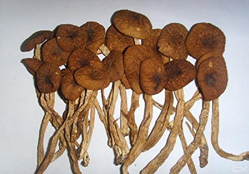 Grade A delicious mushroom Agrocybe Aegerita dried 3 pound（1362 grams）