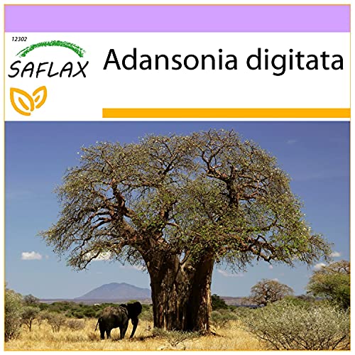 SAFLAX - African Monkey Bread Tree - 6 Seeds - Adansonia digitata