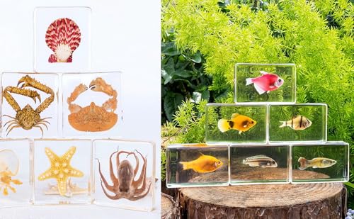 Image of Taxidermy Fish 7pcs, Real Sea Oceans Animals Fish Specimens in Resin Preserved, Clear for Closer-Look & Study, Science Educational Classroom Specimen for Home Office Ornament Gift (1.8x1.2x0.7-inch)