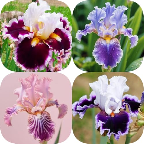Iris Bulbs Mix Bulk - Bearded Iris Rhizomes - Iris Plant Root Excellent Display Indoor Perennial Balcony Garden Bulbs Can Be Potted-4Bulbs-D