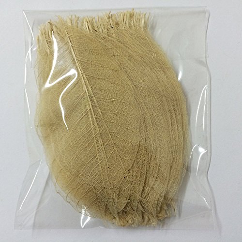 100 Mini Skeleton Leaves Rubber Tree Natural color Scrapbook Craft Card Wedding