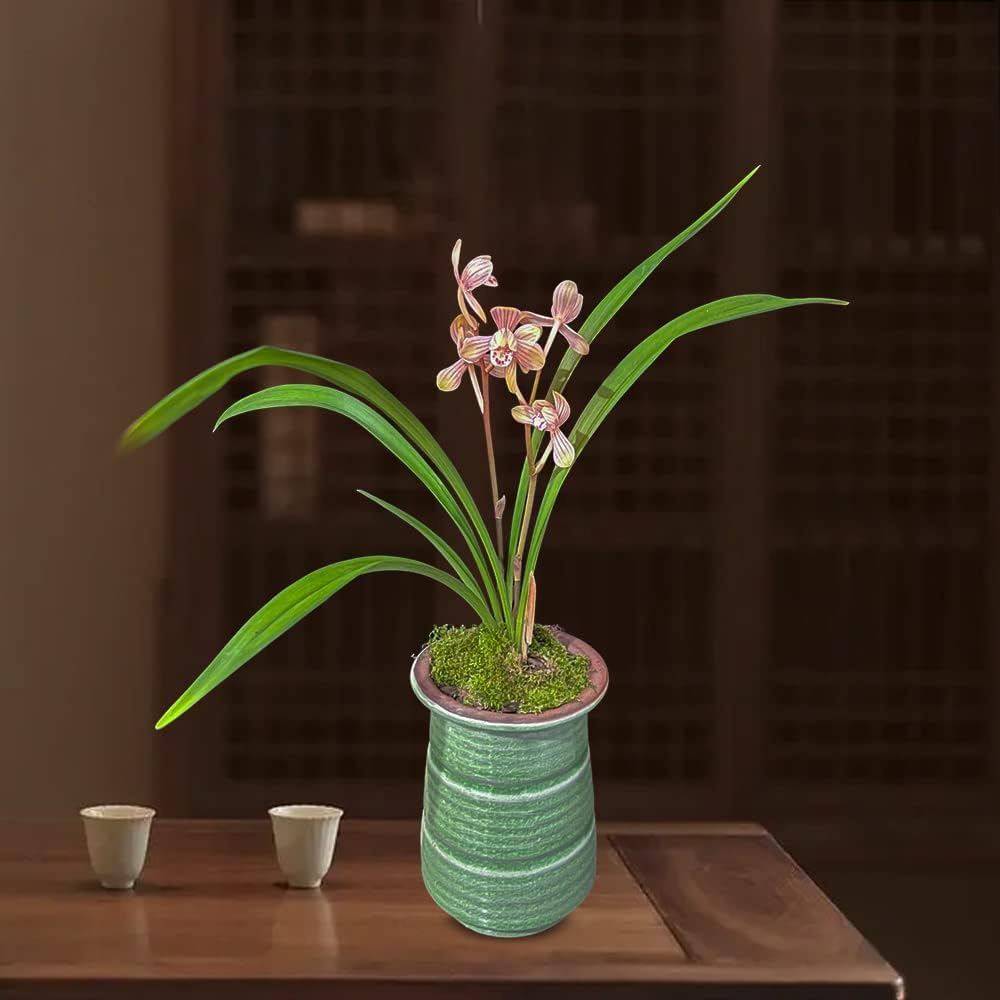 Live Cymbidium Ensifolium 红君荷 Orchids Perfect for Windowsills or Indoors-Shipped Without Flowers-RedJunHe -建兰