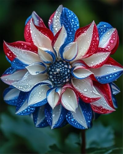 Dahlia Bulbs Now UK, Strong Plant, for Containers, Natural O