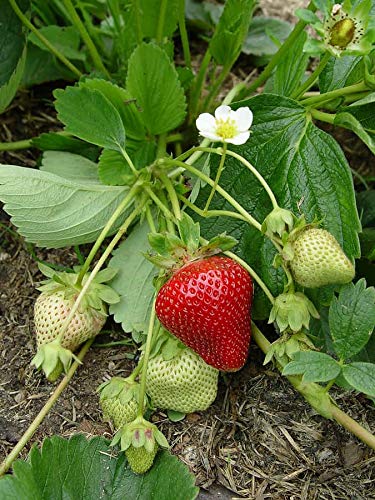 Golden Hills Farm Strawberry Alpine Fragaria Variety 30-46 seeds