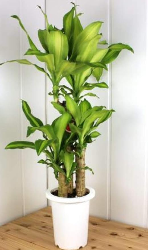 Amazon 生花 幸福の木 ドラセナ マッサンギアナ 7号鉢 同梱不可 ラッピング付き 観葉植物 オンライン通販