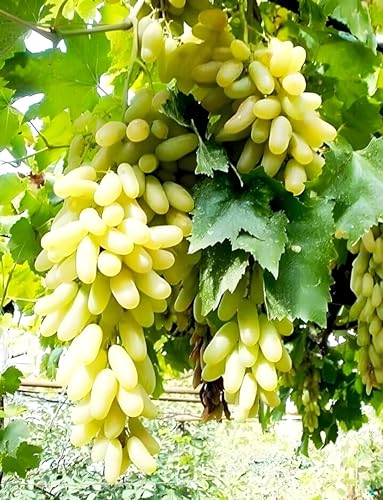 Image of Grape Plant Moon drops Green and Black Seedless Vine Grape Live Cutting Healthy Plant on Poly Bag Pack of 2