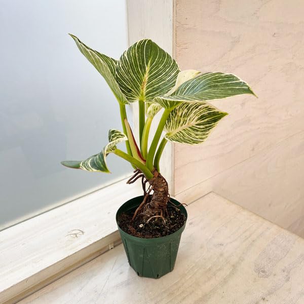 Amazon｜フィロデンドロン：バーキン（幹上がり）3.5号鉢植え[丈夫な