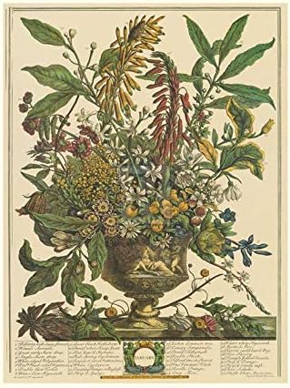 Robert Furber - Doce Meses de Flores 1730Enero Impresión Artística 15 x 20
