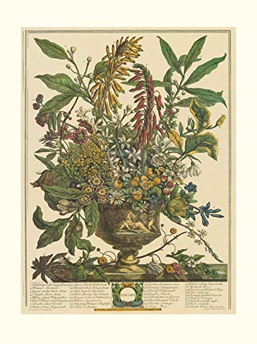 Amazon.com: Robert Furber - Twelve Months of Flowers 1730/January