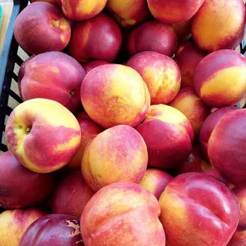 Planta Frutal Melocotón Nuez Nectaross En Jarrón 20 Edad 2/3 Años (Foto Real)