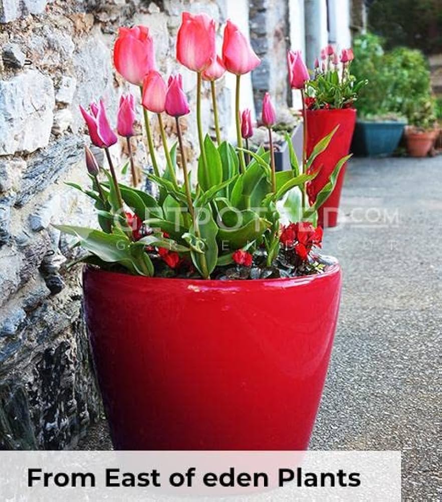 Amazon.com : Lechuza Self Watering Plant Pot Classico 50 LS