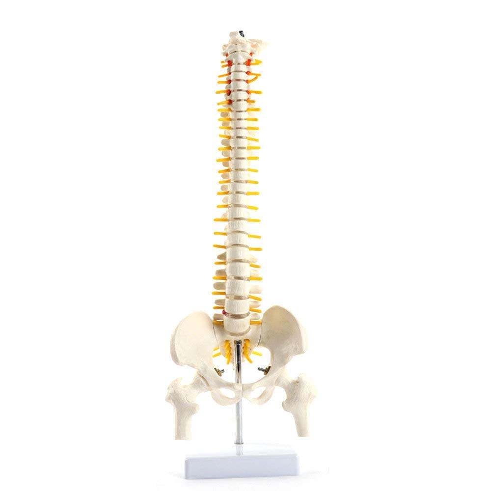 sjdoPulse Spinal Model - 45CM Tall Mini Spine Model Skeleton Large Vertebrae Intervertebral Disc Nerve Cervical Thoracicvertebral Pelvis Model Skeleton Medical Anatomical Model