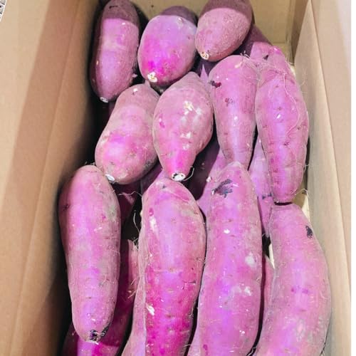 ܂ g͂邩 󂠂  2kg Di 󂠂 TCYs y002z F{Y Tc}C g Ă   ʔ ƒp