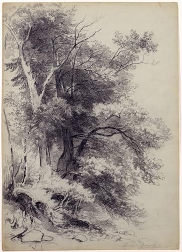 Tableau toile Étude des arbres Durand 60x90cm pour décoration